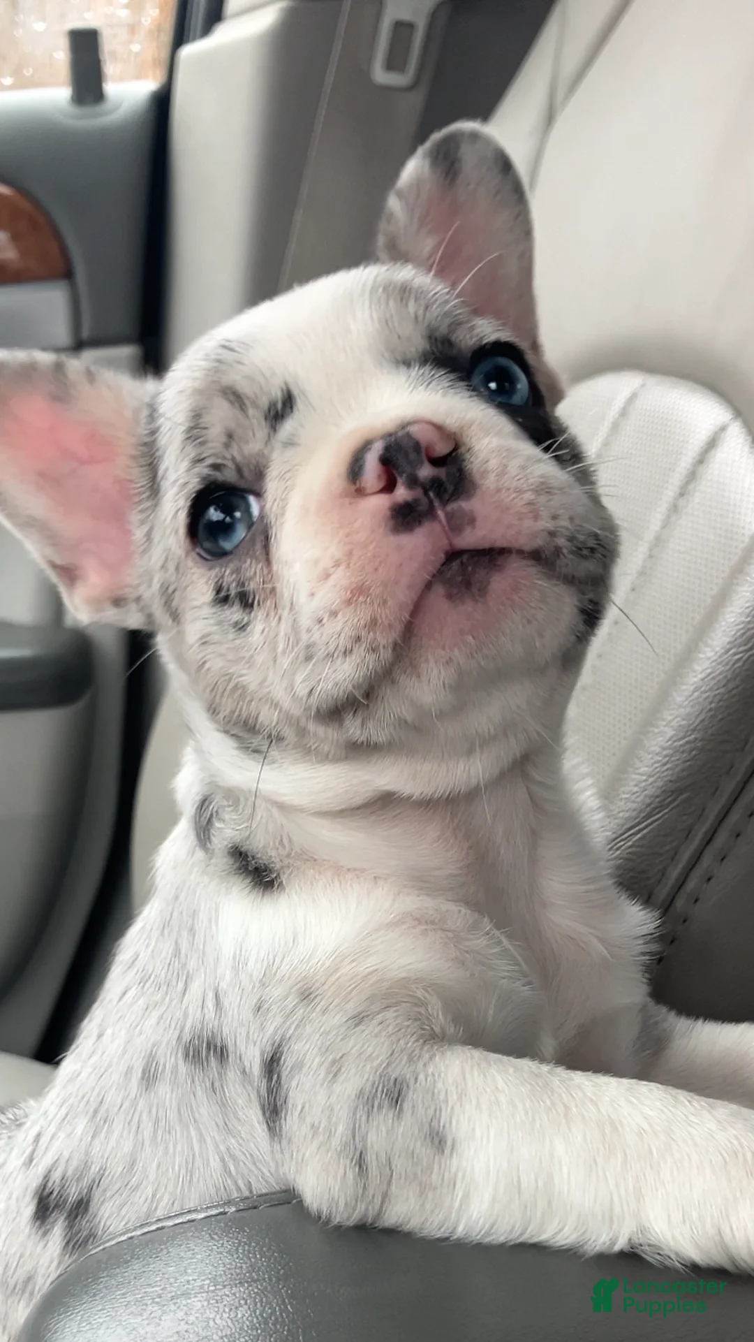 French Bulldog dogs for sale: Journey - Ad 1