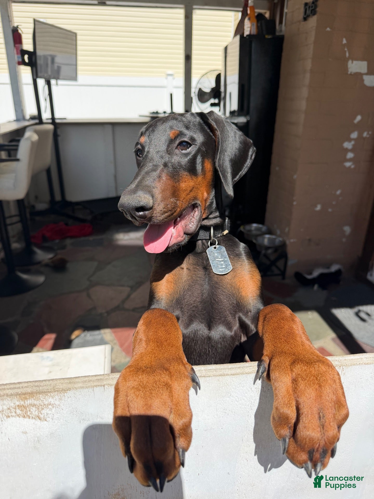 Doberman Pinscher dogs Draco - Ad 41