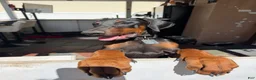 Doberman Pinscher dogs for sale: Draco - Ad 1