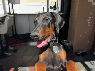 Doberman Pinscher dogs Draco - Ad 41