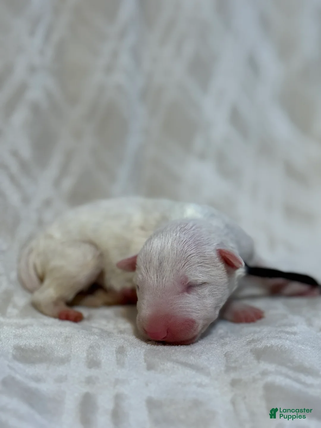 Bull Terrier dogs for sale: BOY 10 - Ad 2
