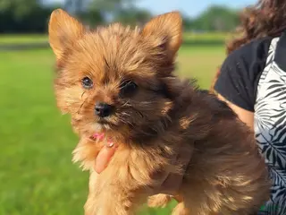 Mixed Breed dogs for sale: Teenie - Ad 2
