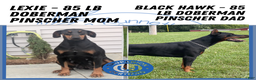 Doberman Pinscher dogs for sale: Lucy  - Ad 12