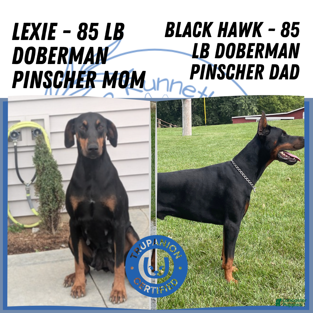 Doberman Pinscher dogs for sale: Lucy  - Ad 12