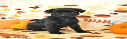 Pug dogs for sale: Charlie - Ad 3