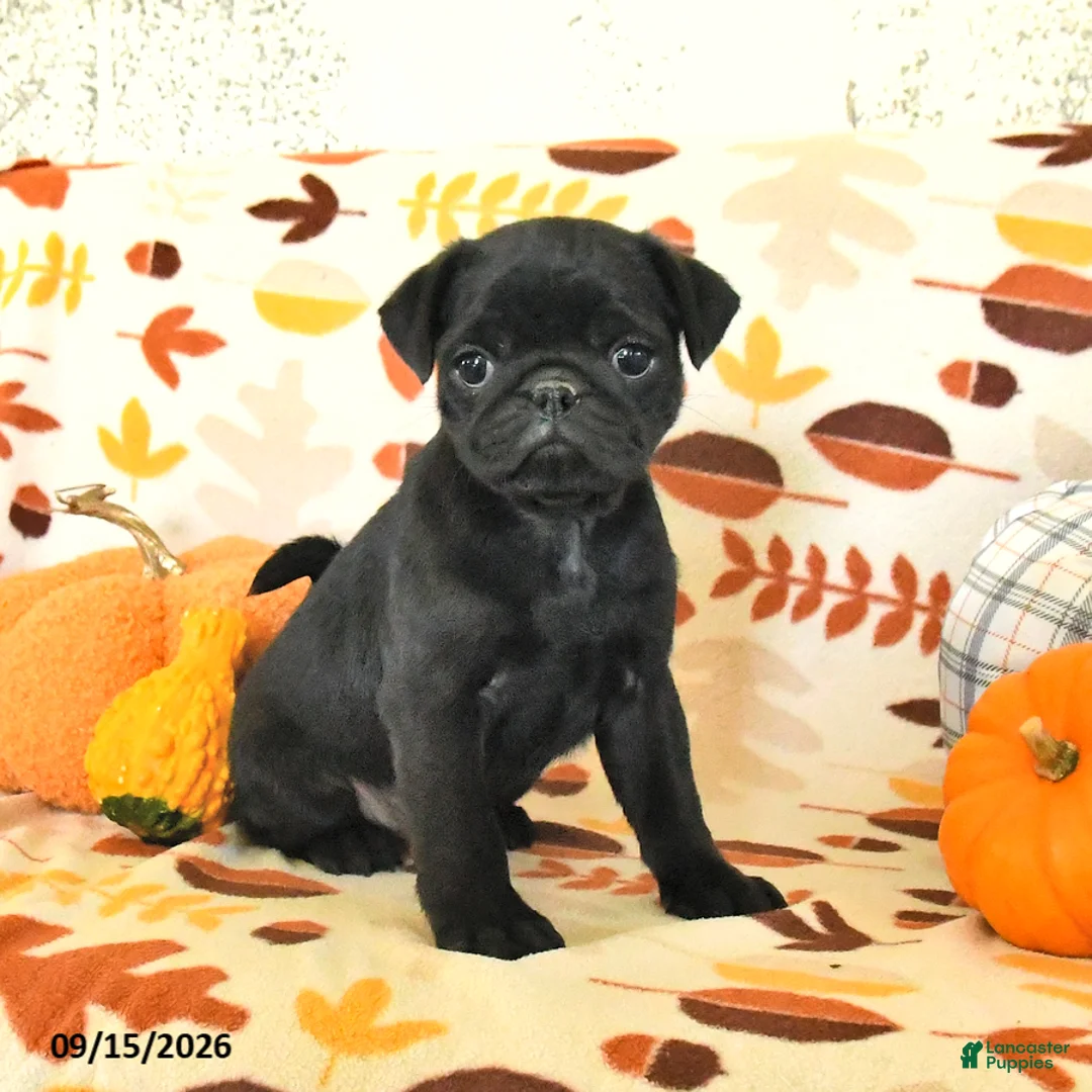 Pug dogs for sale: Charlie - Ad 3