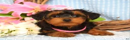 Yorkiepoo dogs for sale: Lola - Ad 3
