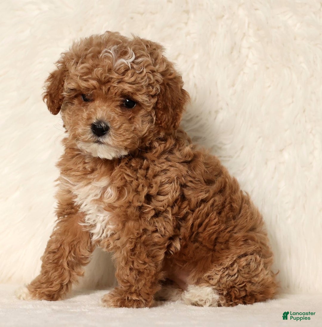 Cockapoo dogs for sale: Nancy - Ad 4