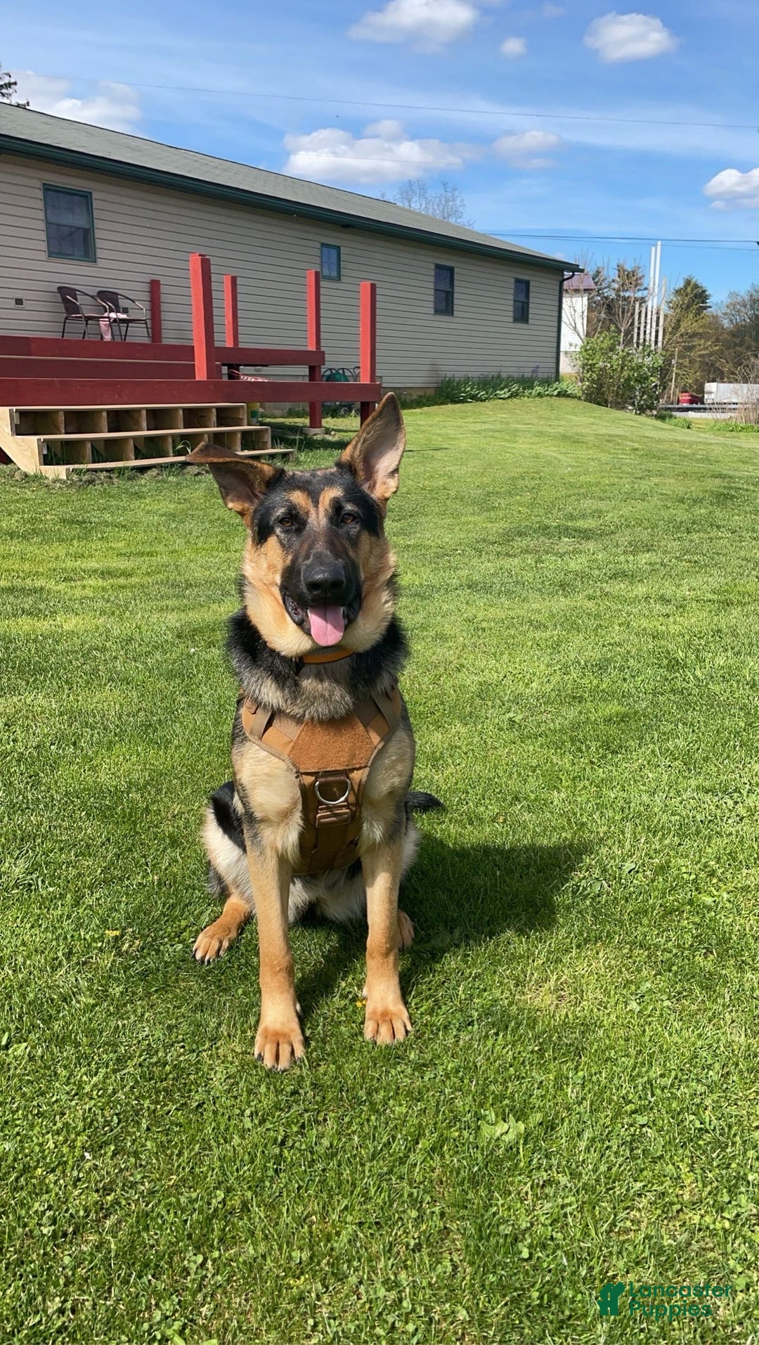 German Shepherd dogs for sale: Buddy - Ad 4