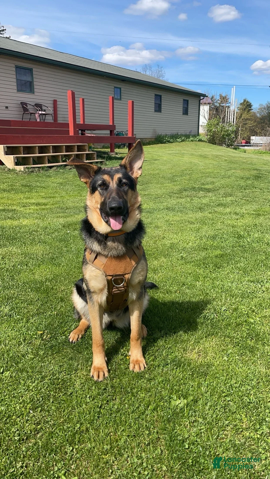 German Shepherd dogs for sale: Nala - Ad 3