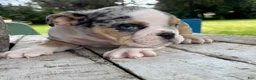 English Bulldog dogs for sale: Venom - Ad 5
