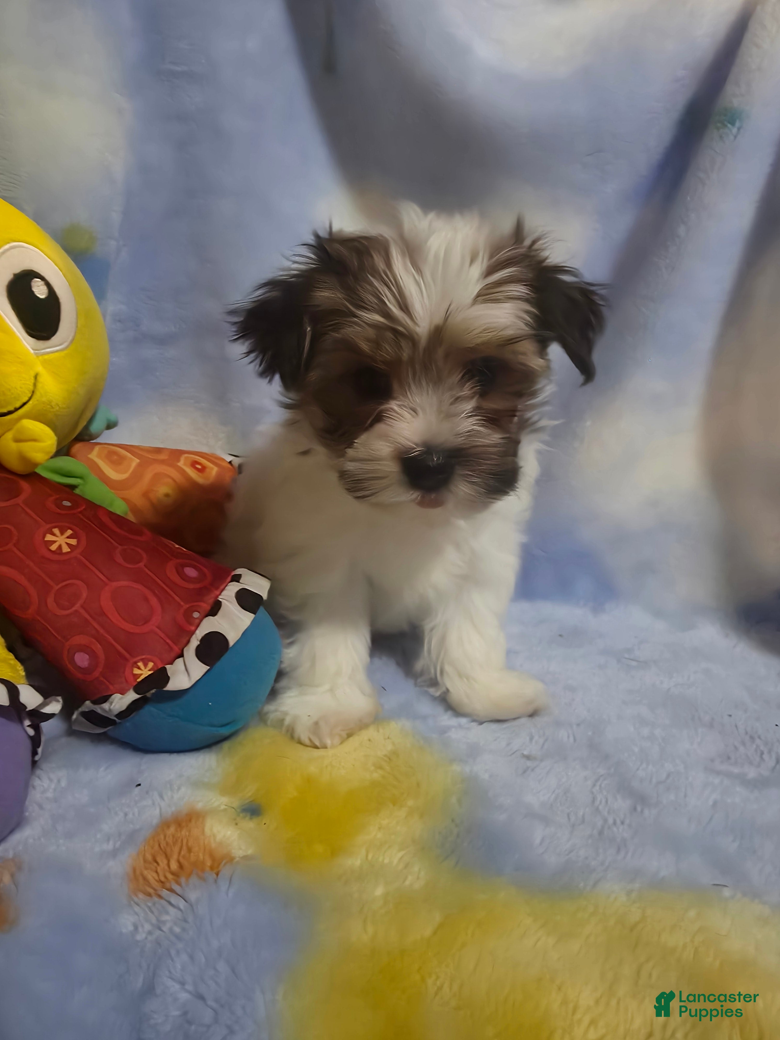 Morkie dogs Morkie 4 - Ad 2