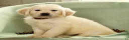 Golden Retriever dogs for sale: Gavin - Ad 8