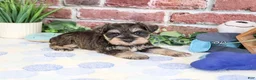 Miniature Schnauzer dogs for sale: Luther - Ad 2