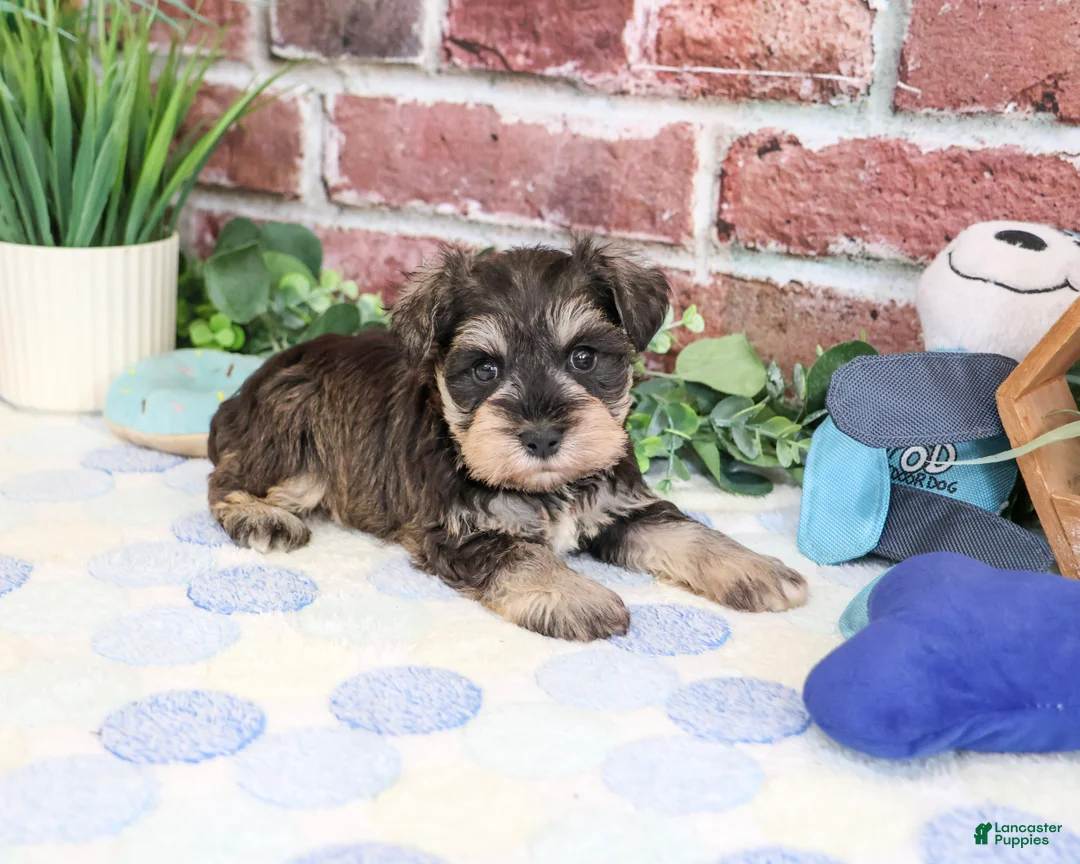 Miniature Schnauzer dogs for sale: Luther - Ad 2