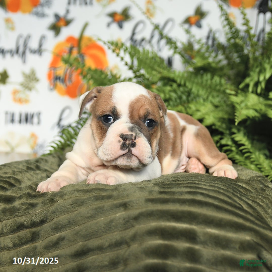 Mixed Breed dogs for sale: Marco - Ad 3