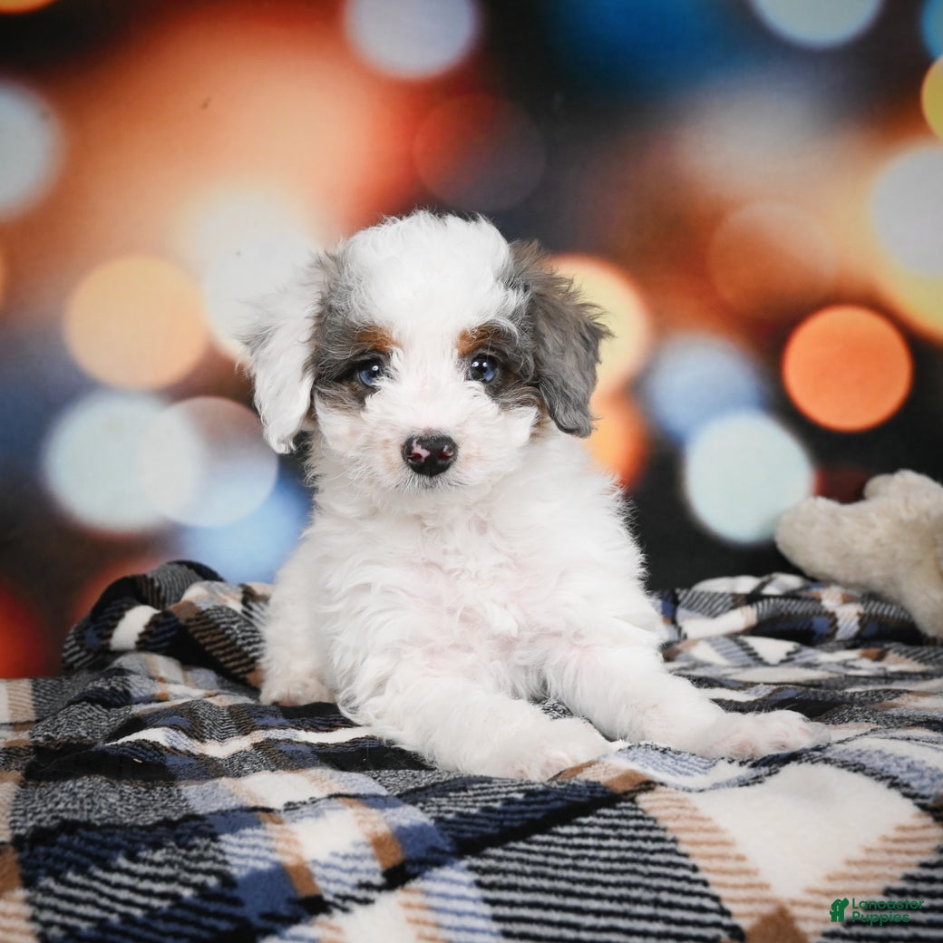 Mini Bernedoodle dogs Gunner - Ad 16