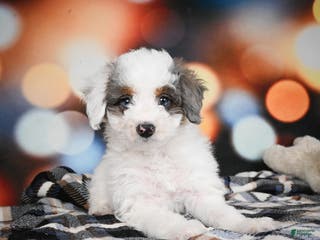 Mini Bernedoodle dogs Gunner - Ad 28