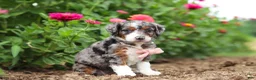 Mini Bernedoodle dogs for sale: Honey - Ad 4