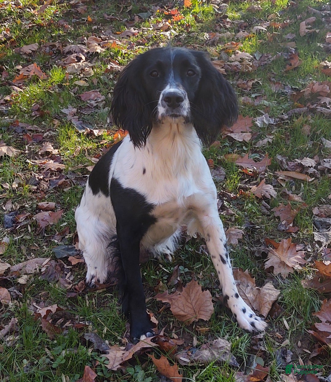 English Springer Spaniel dogs for sale: Sam - Ad 2
