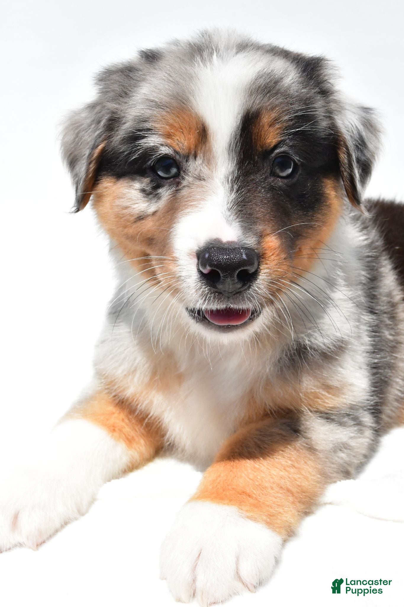 Australian Shepherd dogs Bouncer - Ad 2