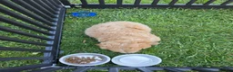 Mini Goldendoodle dogs for sale: Mini Goldendoodle 2 - Ad 7