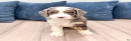 Mini Bernedoodle dogs for sale: Scarlett - Ad 2