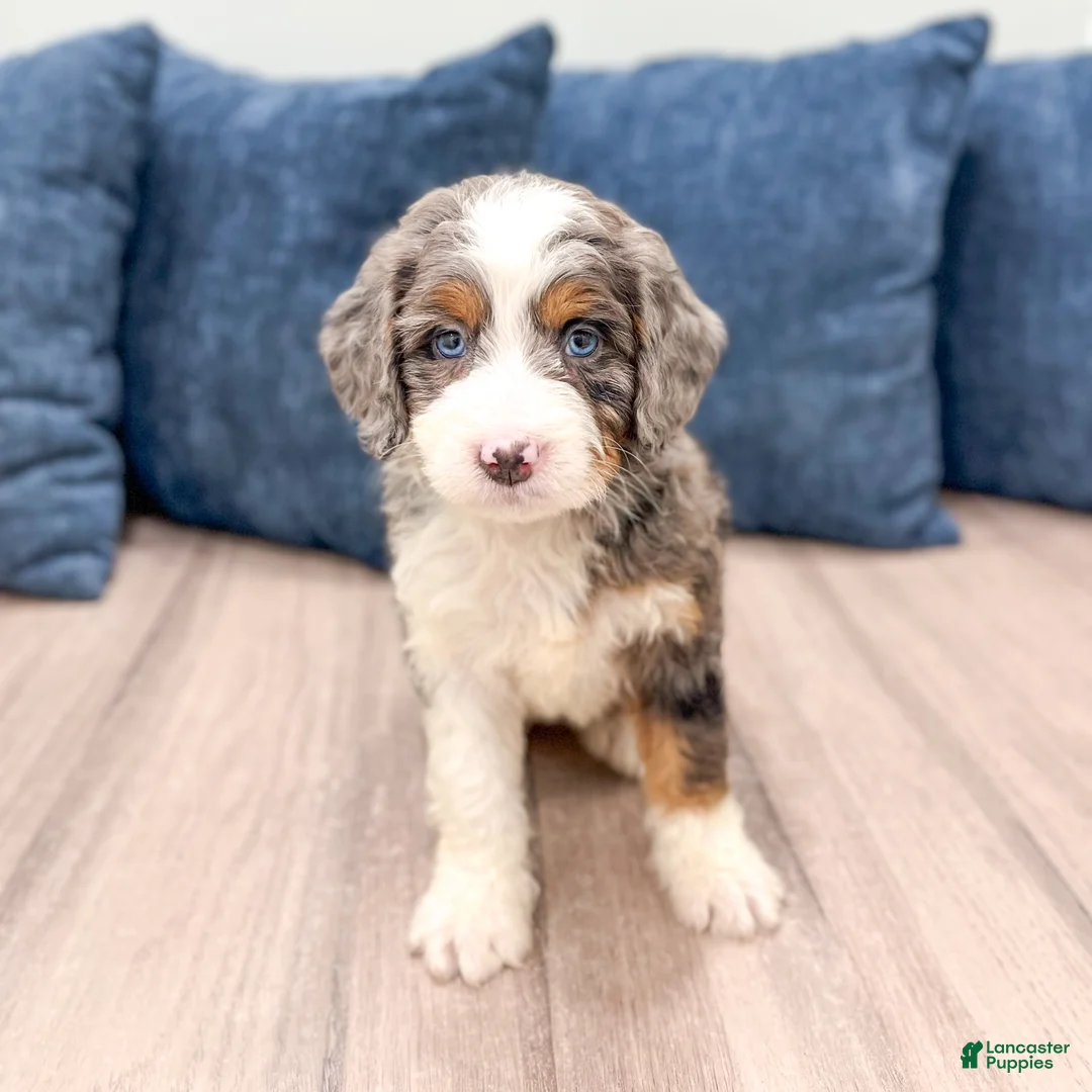 Mini Bernedoodle dogs for sale: Scarlett - Ad 2
