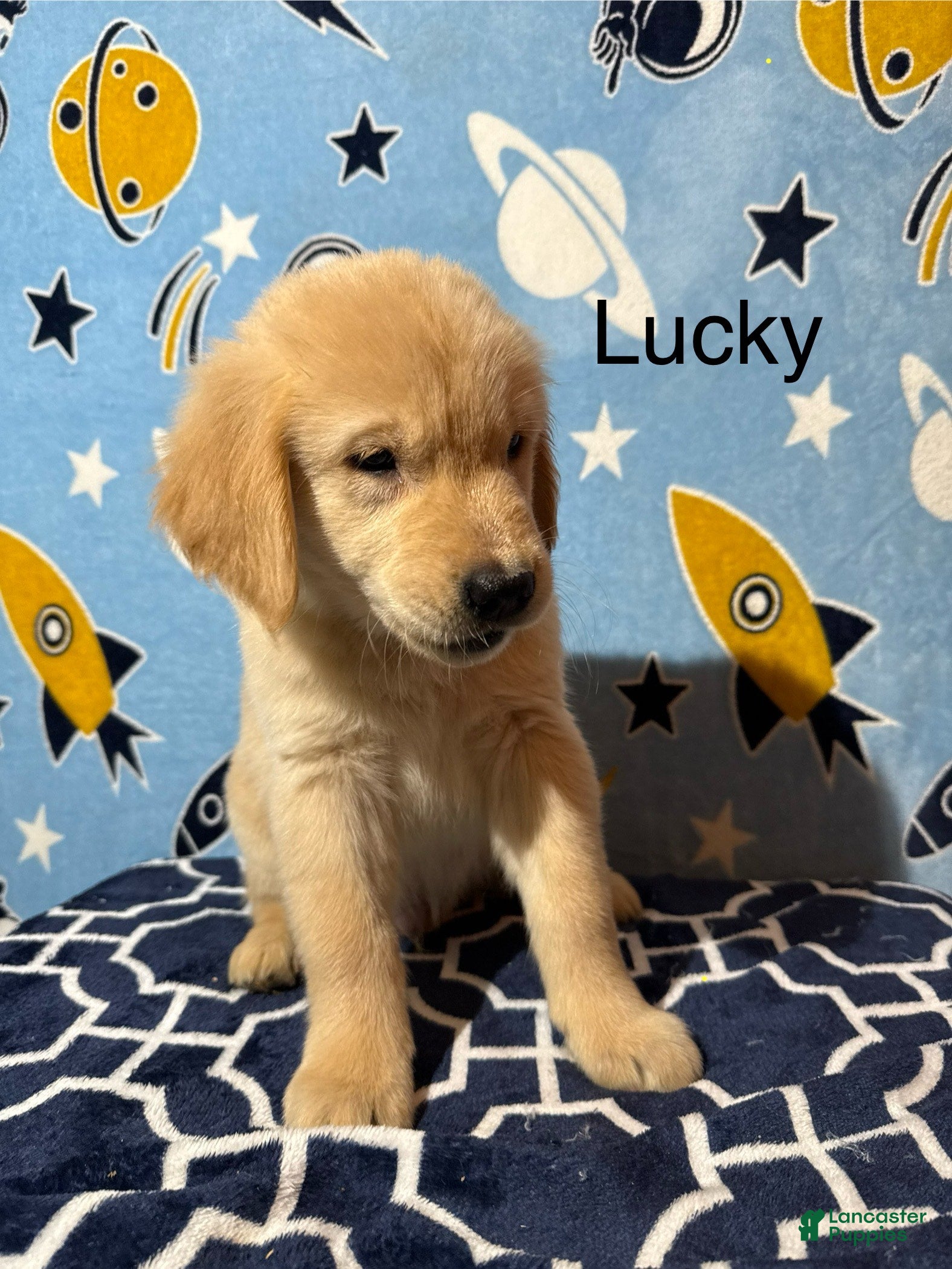 Golden Retriever dogs Lucky - Ad 42