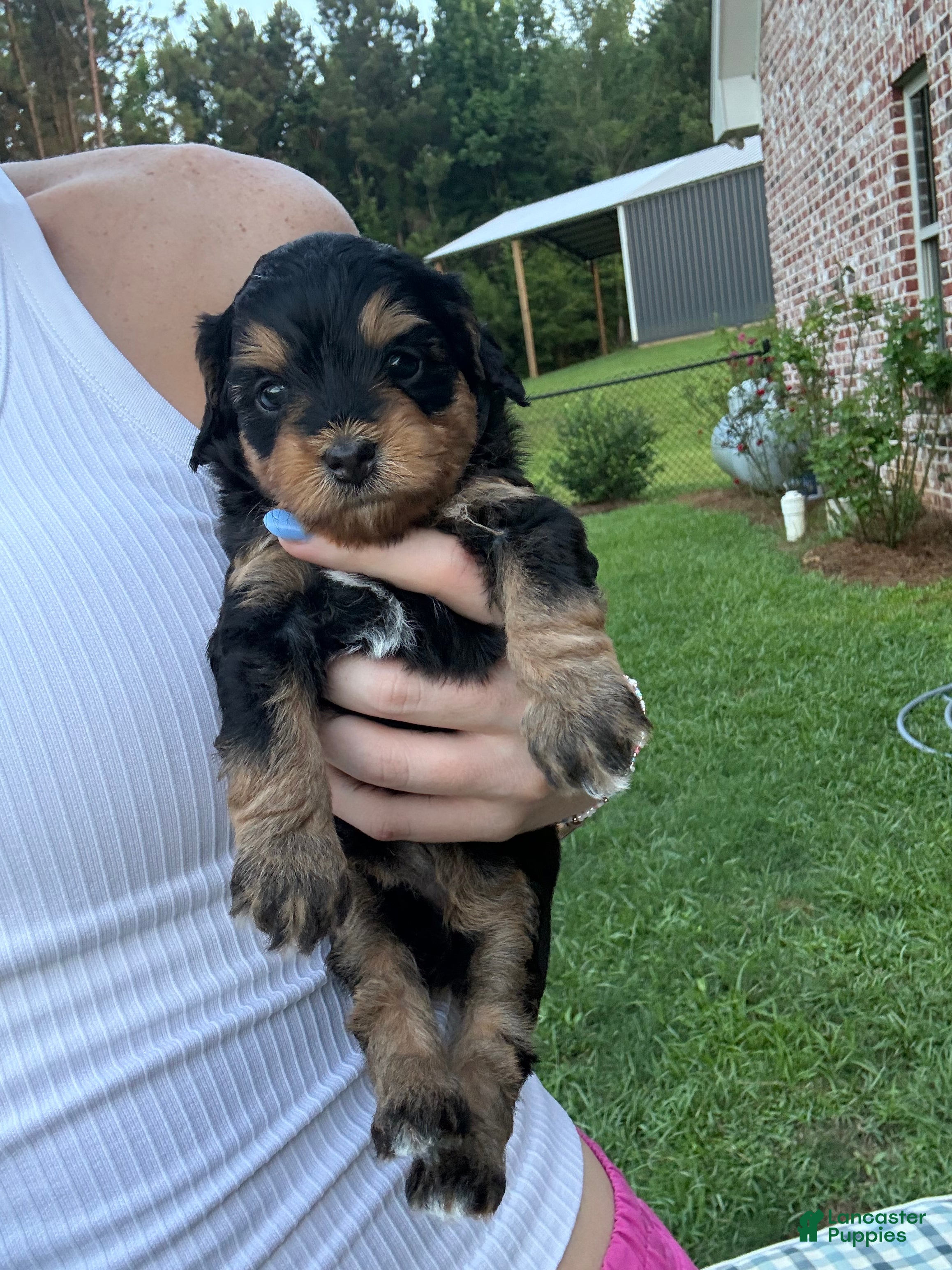 Mini Aussiedoodle dogs Sundae  - Ad 1