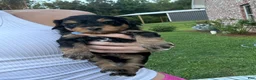 Mini Aussiedoodle dogs for sale: Sundae  - Ad 1
