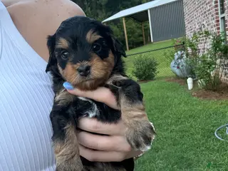 Mini Aussiedoodle dogs for sale: Sundae - Ad 4