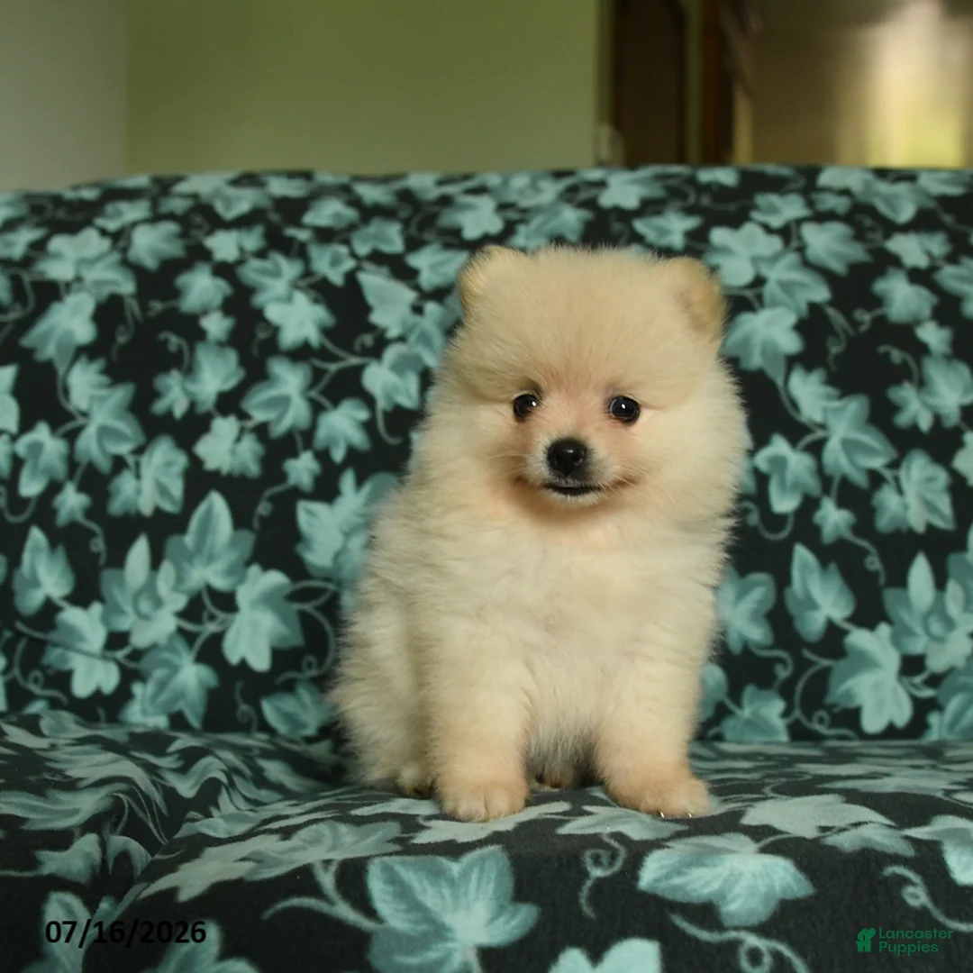 Pomeranian dogs for sale: Daisy - Ad 5
