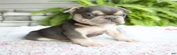 French Bulldog dogs for sale: Rocky - Ad 8