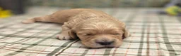 Cockapoo dogs for sale: Knotty - Ad 36