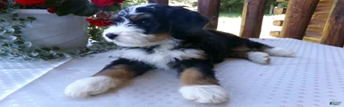 Bobby