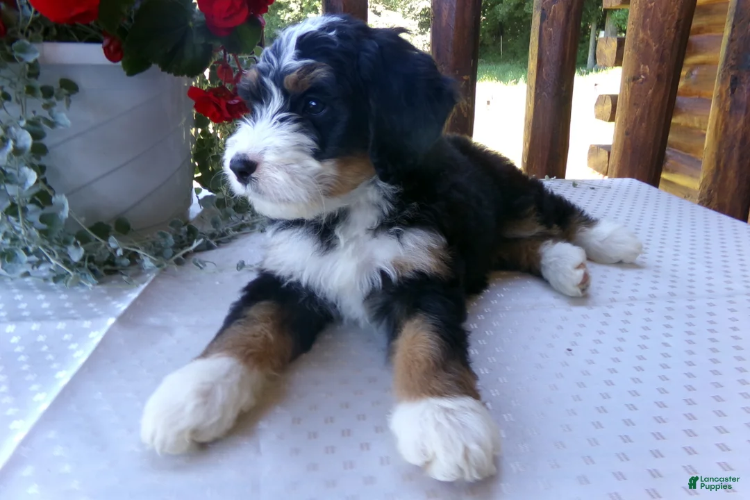 Mini Bernedoodle dogs for sale: Bobby - Ad 1