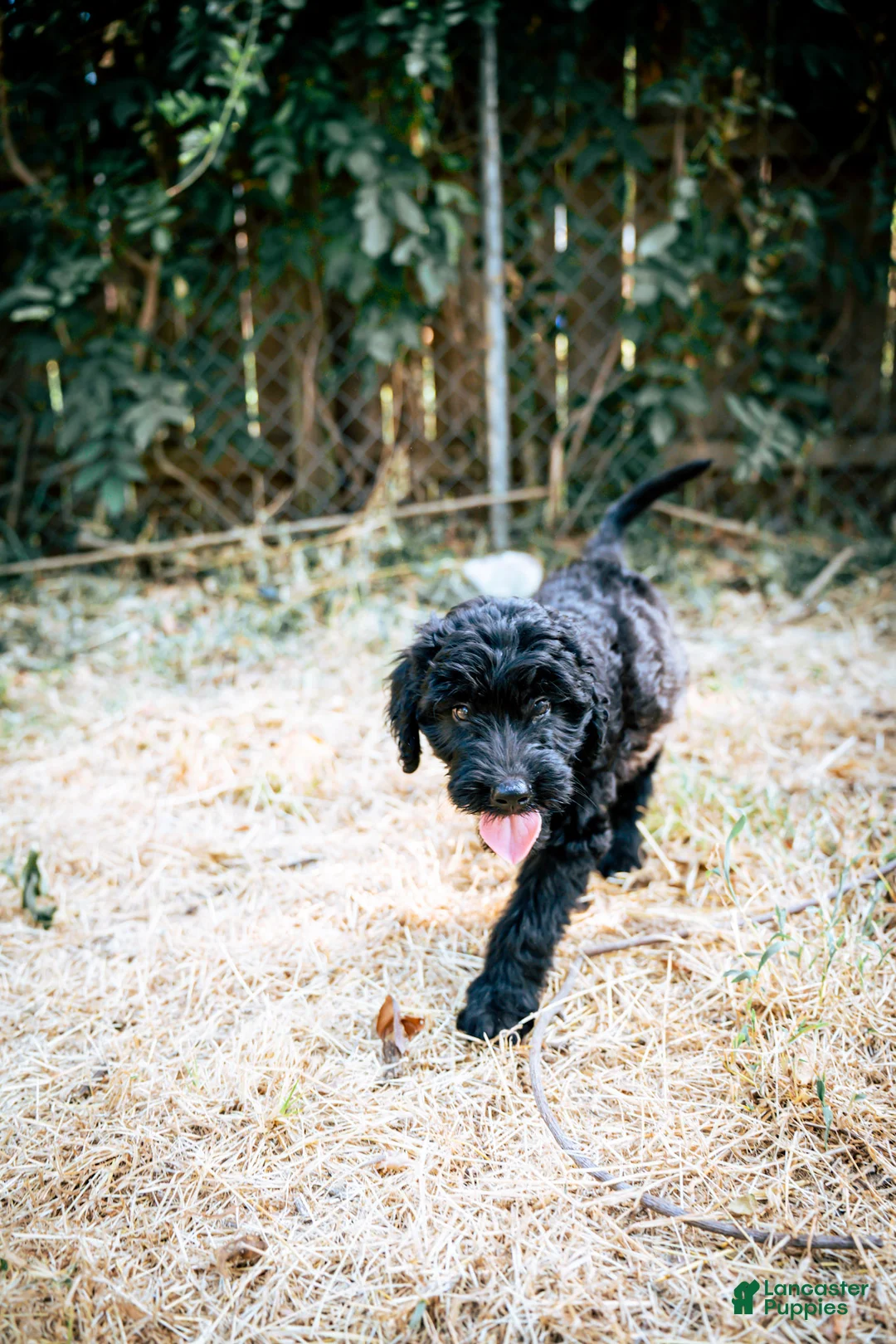 Goldendoodle dogs for sale: Coco - Ad 2