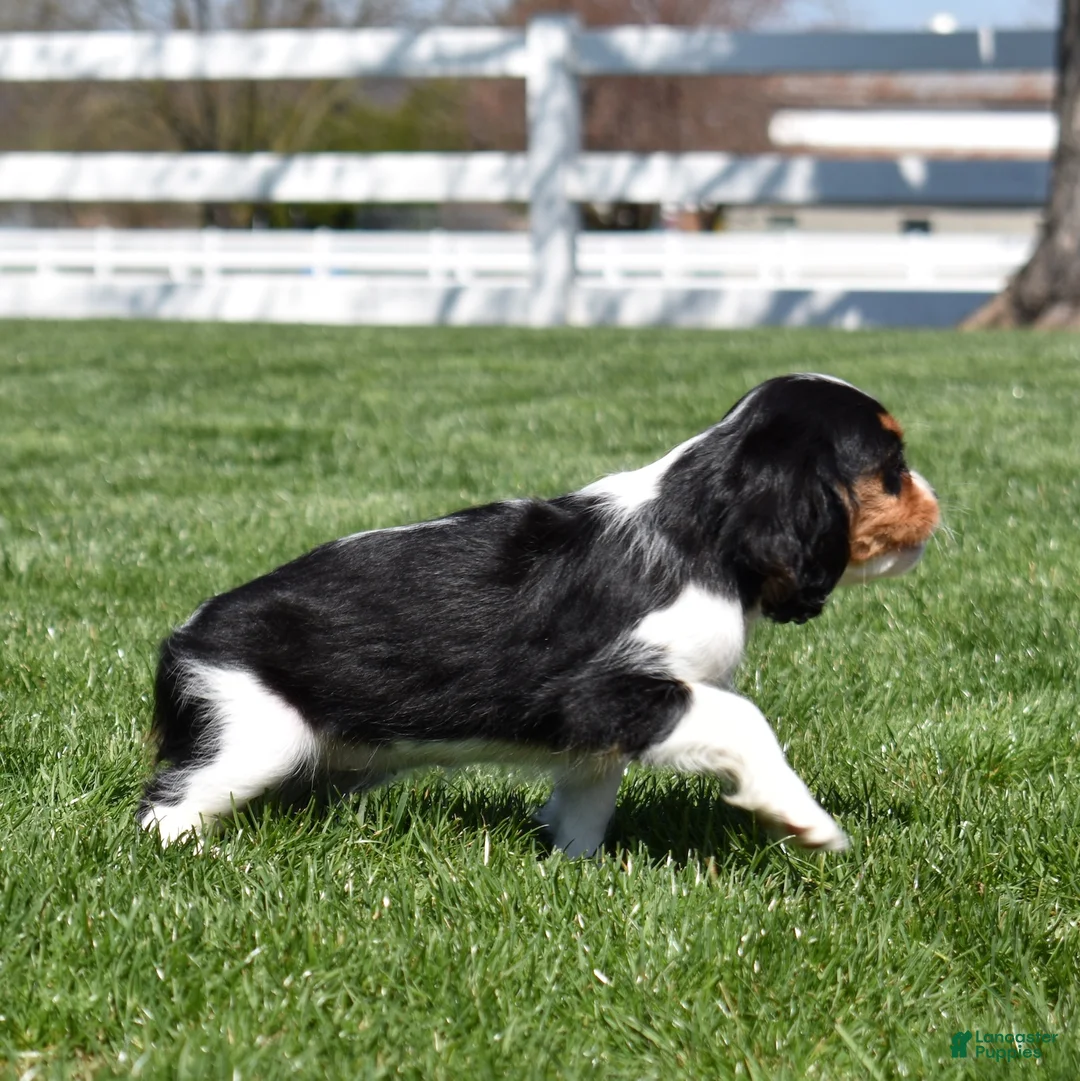 Cavalier King Charles Spaniel dogs for sale: Willow  - Ad 2