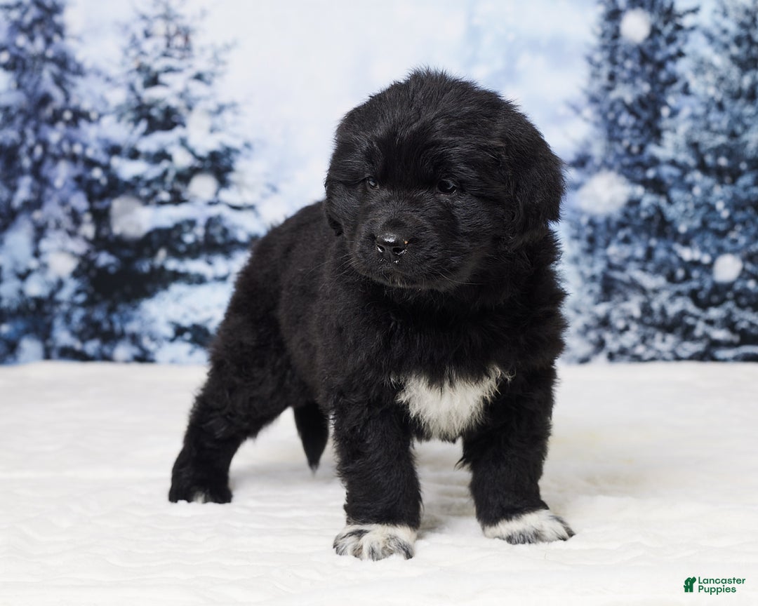 Newfoundland dogs for sale: Nyla - Ad 4