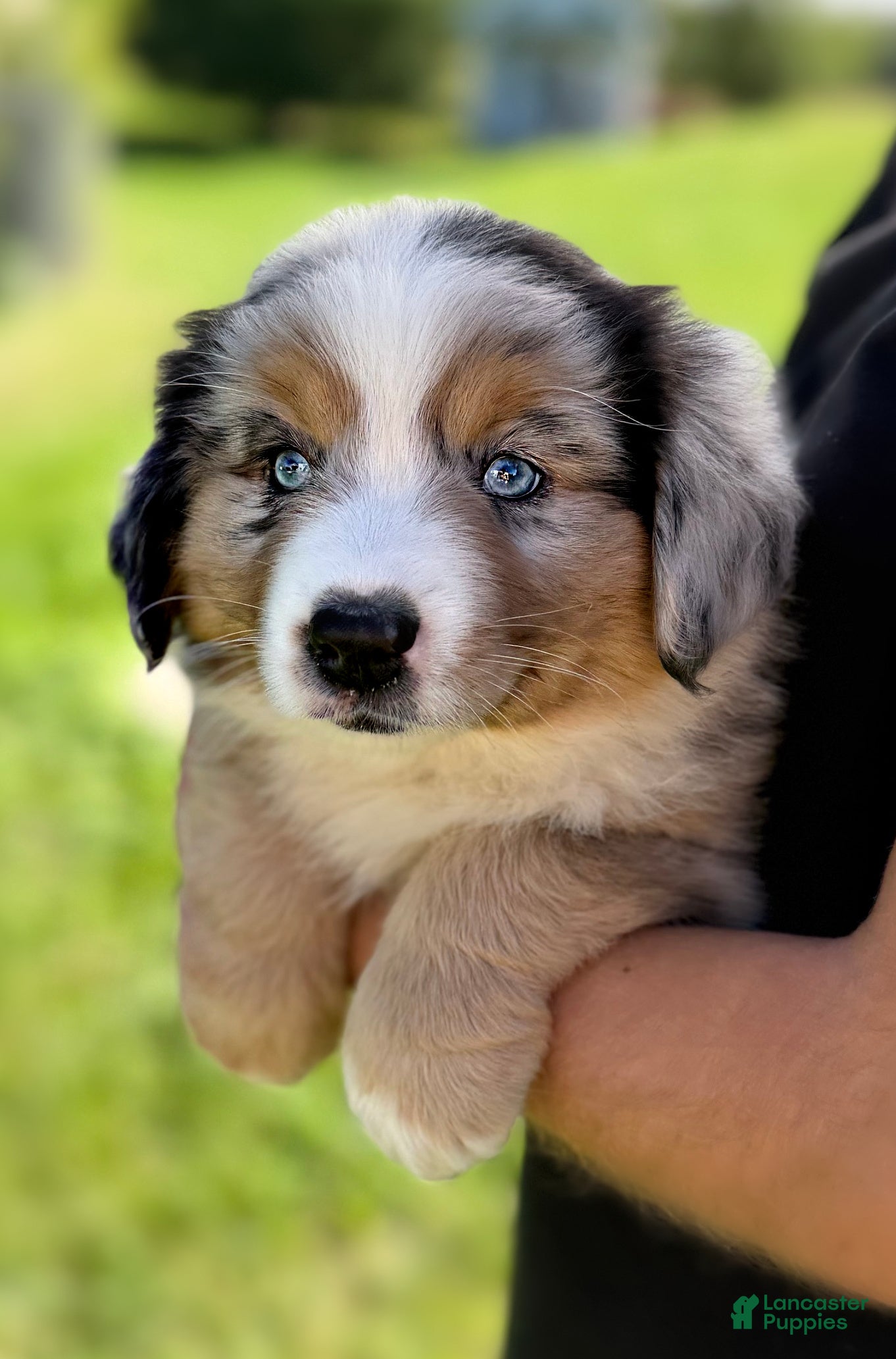 Miniature Australian Shepherd dogs Forrest - Ad 2