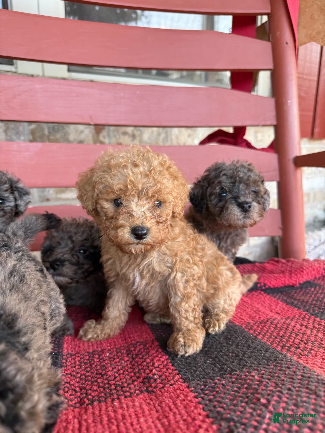 Mini Aussiedoodle dogs for sale: Teddy  - Ad 2