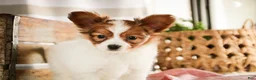 Papillon dogs for sale: Gwennie - Ad 8