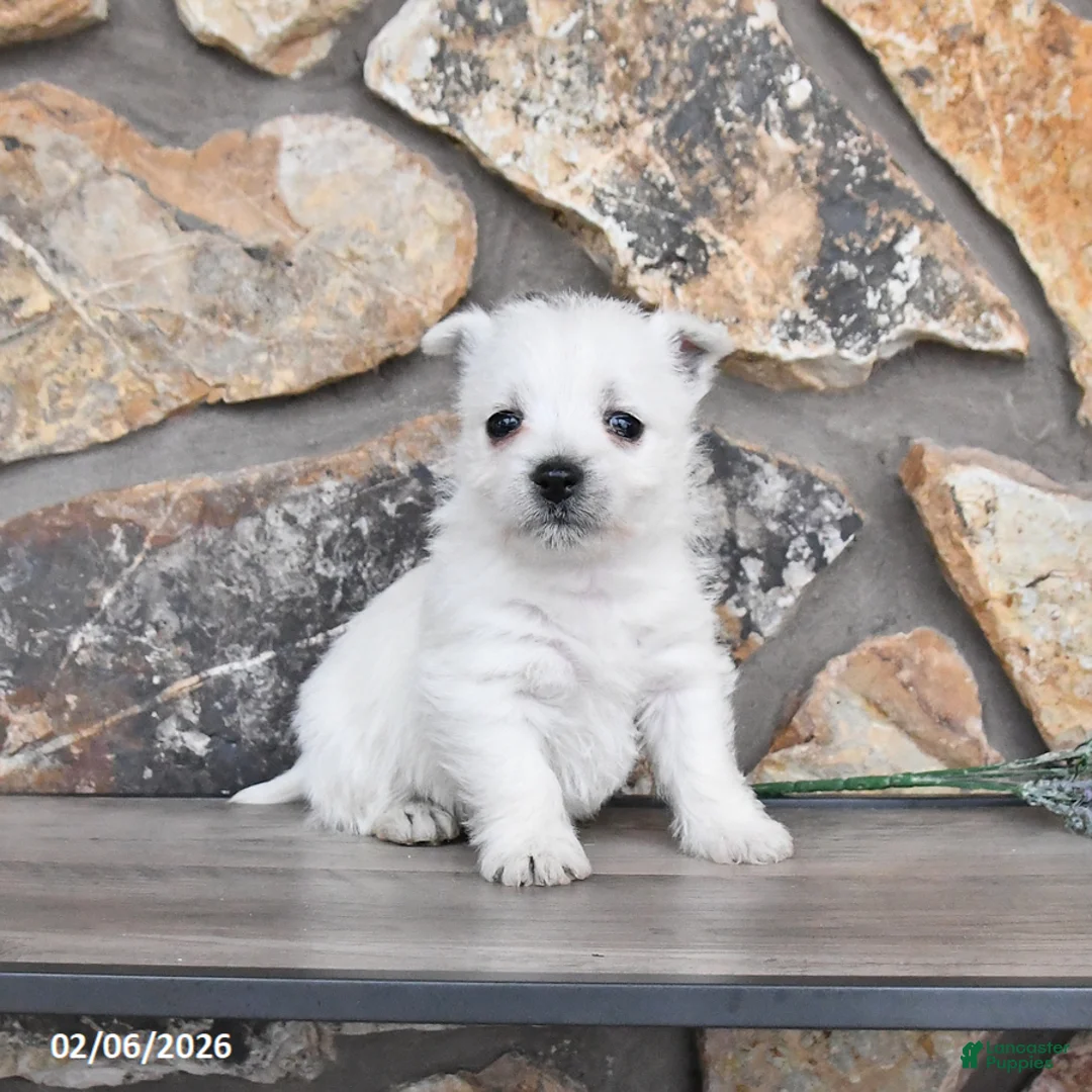 West Highland Terrier dogs for sale: Tonya - Ad 3