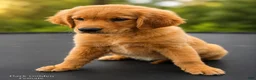 Golden Retriever dogs for sale: Golden Retriever 4 - Ad 2