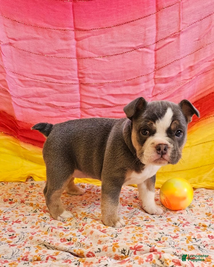 Mixed Breed dogs for sale: Blue Star Girl - Ad 2