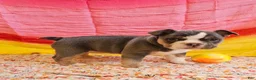 Mixed Breed dogs for sale: Blue Star Girl - Ad 2