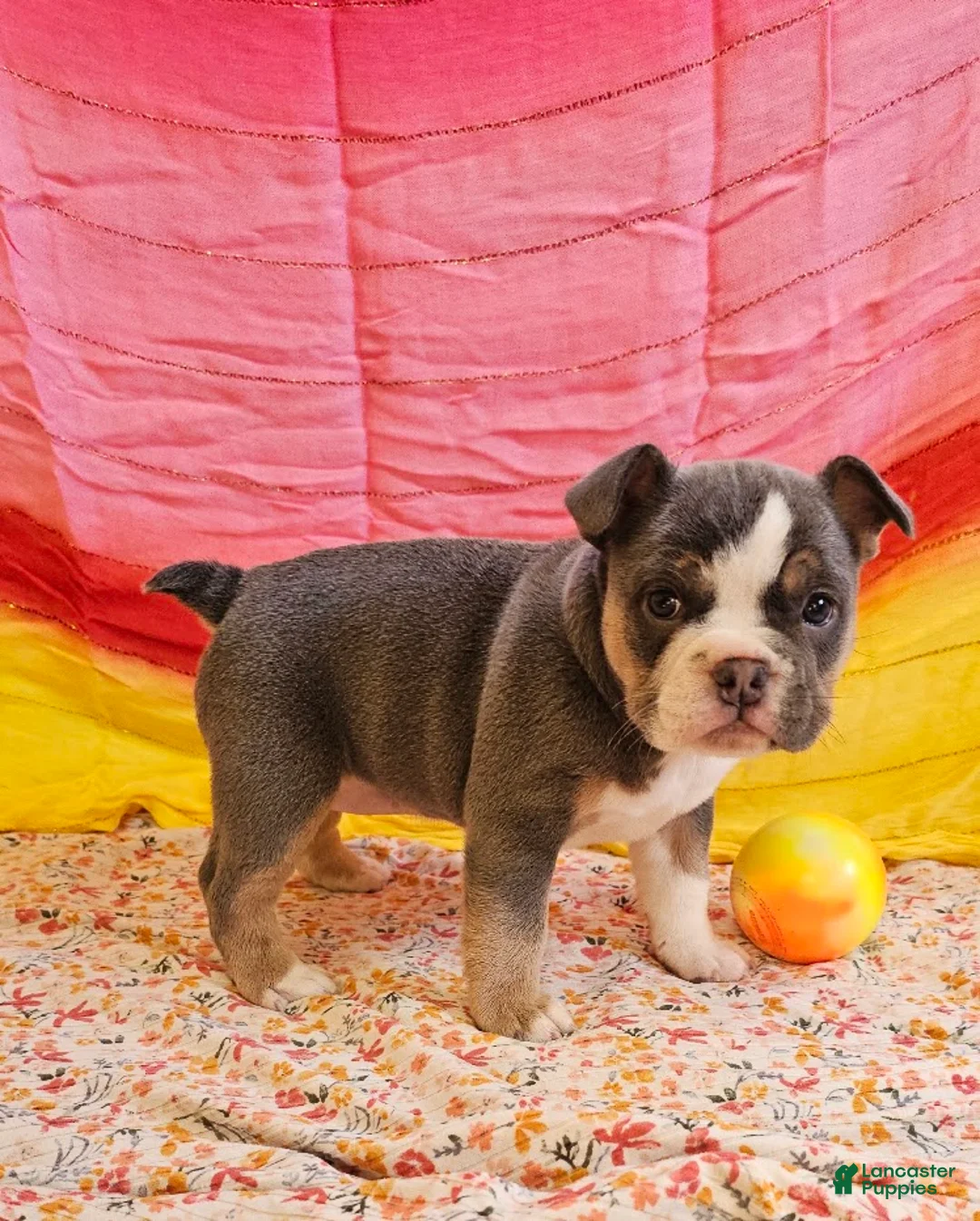 Mixed Breed dogs for sale: Blue Star Girl - Ad 2