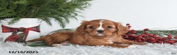 Cavalier King Charles Spaniel dogs for sale: Starlight - Ad 5