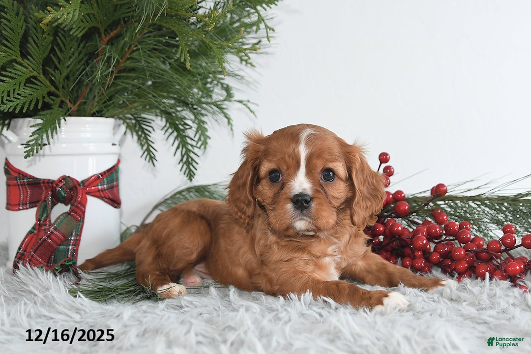 Cavalier King Charles Spaniel dogs for sale: Starlight - Ad 5